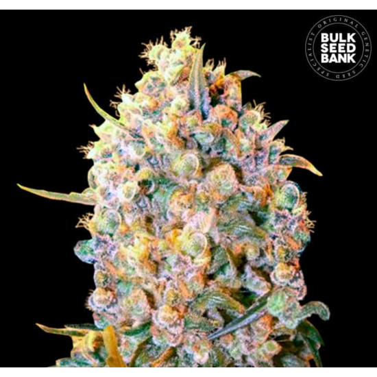 BIGGER BUD